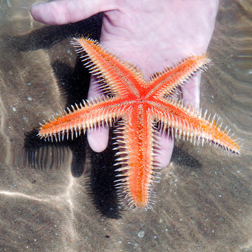 P1P2 Amazing World of Science: Exploring the Deep Sea