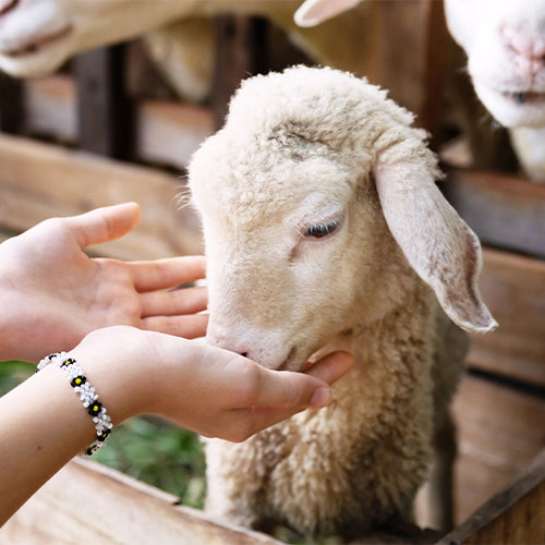 K1K2 Amazing World of Science: Junior Zoologist