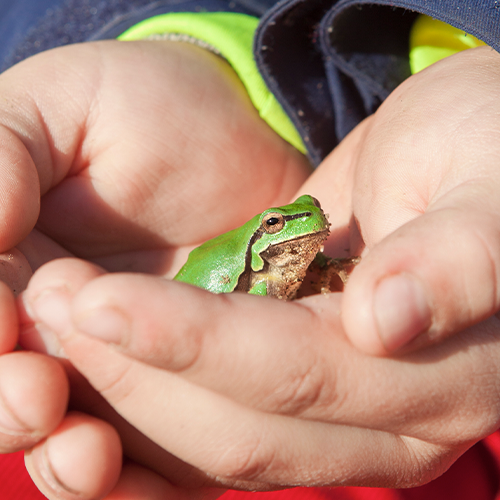 P3 & P4 Amphibians in Action